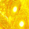 MAGUS Bio 250B biológiai mikroszkóp