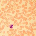 MAGUS Bio D230T biológiai digitális mikroszkóp