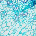 MAGUS Bio 240T biológiai mikroszkóp