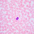 MAGUS Bio 240T biológiai mikroszkóp