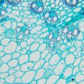 MAGUS Bio 260T biológiai mikroszkóp