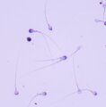 MAGUS Bio 260T biológiai mikroszkóp
