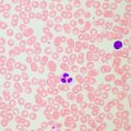 MAGUS Bio 260T biológiai mikroszkóp