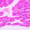 MAGUS Bio 270T biológiai mikroszkóp
