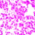 MAGUS Bio 270T biológiai mikroszkóp