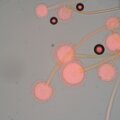 MAGUS Bio 270T biológiai mikroszkóp