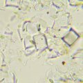MAGUS Bio 290T biológiai mikroszkóp