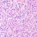 MAGUS Bio 290T biológiai mikroszkóp