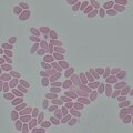 MAGUS Bio 290T biológiai mikroszkóp