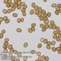 Bresser Researcher Trino 40-1000x mikroszkóp