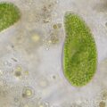 Bresser Researcher Trino 40-1000x mikroszkóp