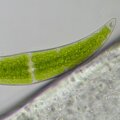 Bresser Researcher Trino 40-1000x mikroszkóp