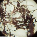 Levenhuk Rainbow 50L PLUS mikroszkóp