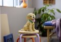 LEGO® Icons, Golden retriever kutyus