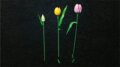 LEGO® Botanicals, Tulipáncsokor