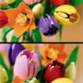 LEGO® Botanicals, Tulipáncsokor