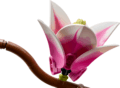 LEGO® Botanicals, Magnóliaágak