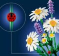 LEGO® Botanicals, Százszorszépek