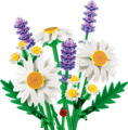 LEGO® Botanicals, Százszorszépek