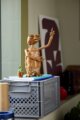 LEGO® Ideas, E.T. the Extra-Terrestrial