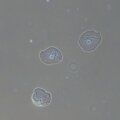 MAGUS PH2 fáziskontraszt eszköz