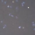 MAGUS PH2 fáziskontraszt eszköz