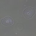 MAGUS PH2 fáziskontraszt eszköz