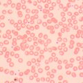 MAGUS Bio D250TL biológiai digitális mikroszkóp