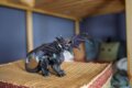 Schleich, Eldrador lények, Árnyéksárkány játékfigura