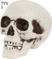 Koponya dekor mozgatható állkapoccsal, 12cm