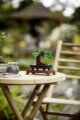 LEGO® Creator, Bonsai fa