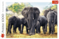 Afrikai elefántcsorda puzzle, 1000 darabos