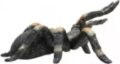 Mojo, Vöröstérdű tarantula figura
